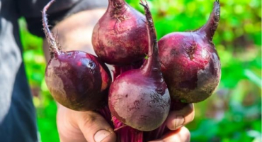 Kdy a jak správně zasadit řepu se semeny na otevřeném terénu?